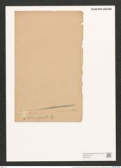 Nitzschia comunis [sic] var. ? obtusa Grun. (de-Toni-Nr.: Genus 47, Species 2131) Zeichnungen Sammlung Grunow (NHMW-BOT-W0372284)